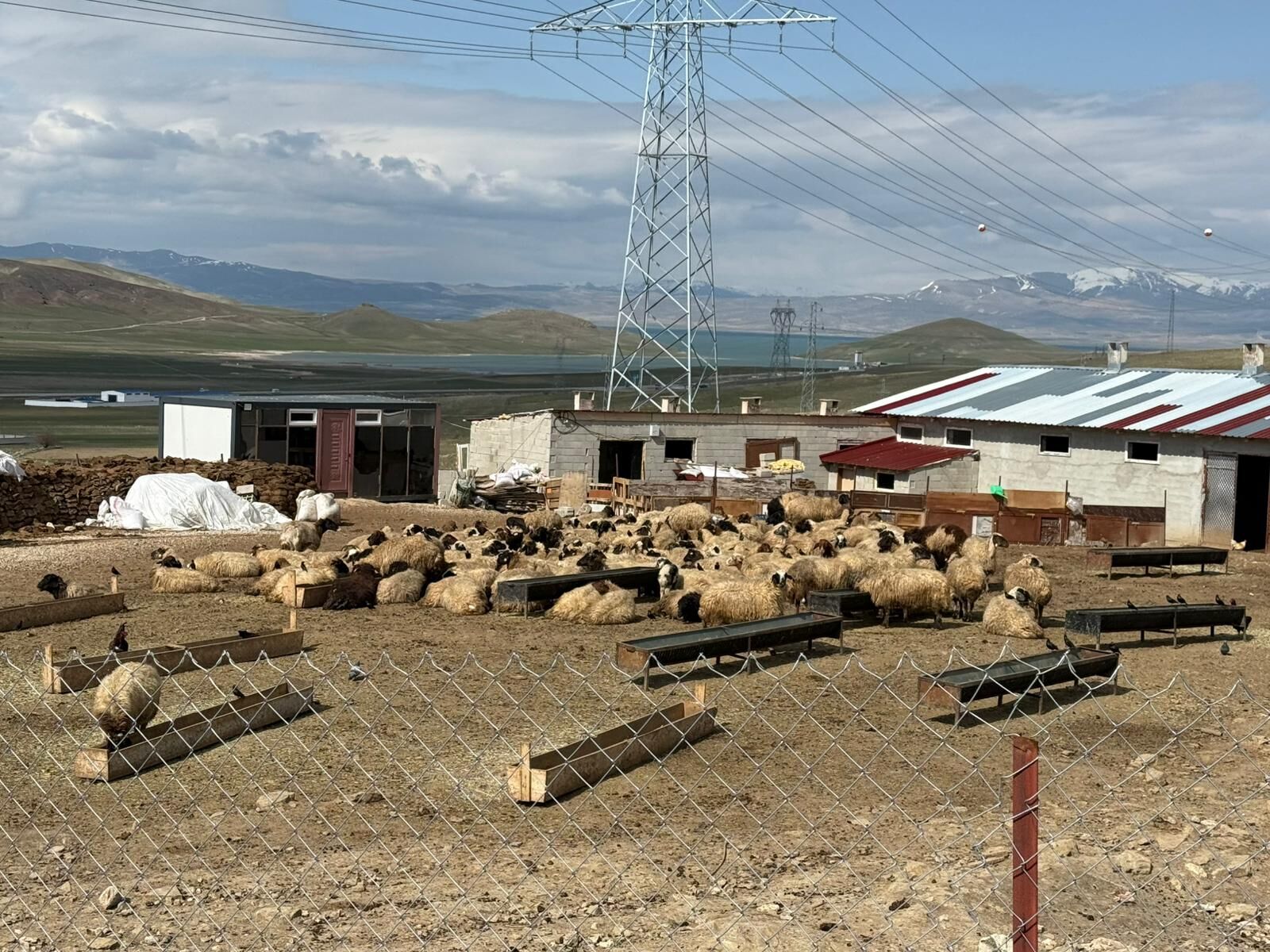 Van Hayvancılık Kurban (12)