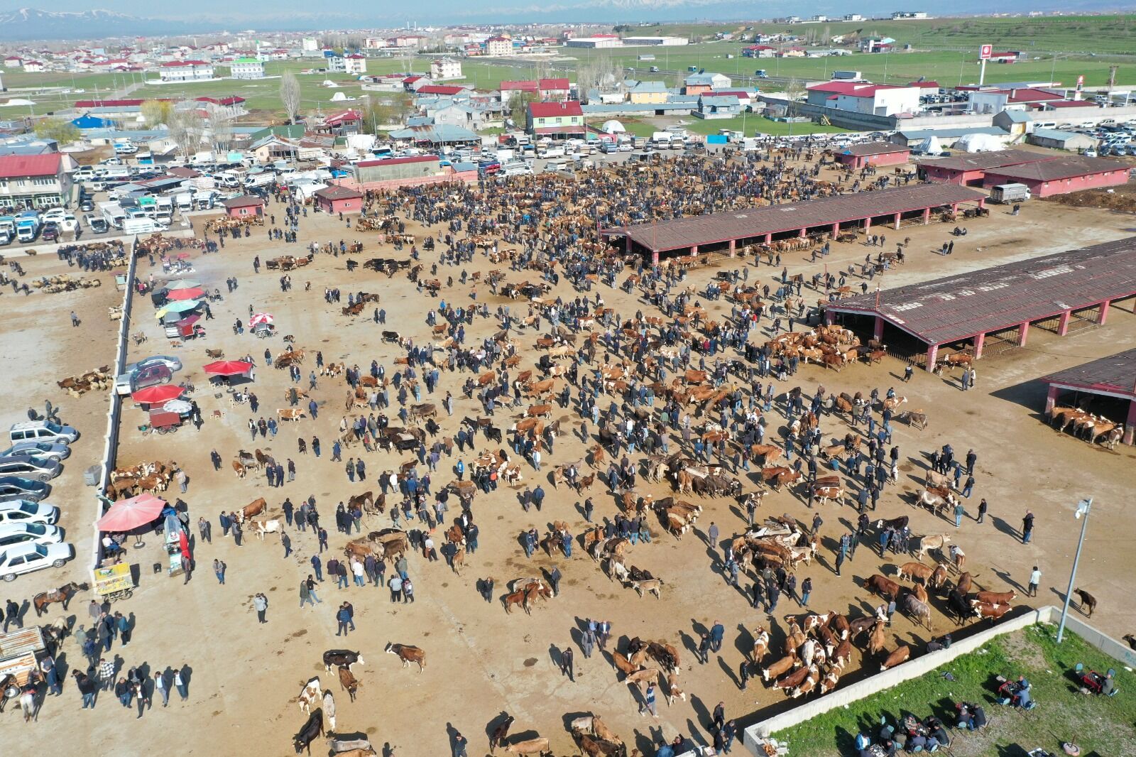 Ağrı Hayvan Pazar Kurbanlık Aa (2)