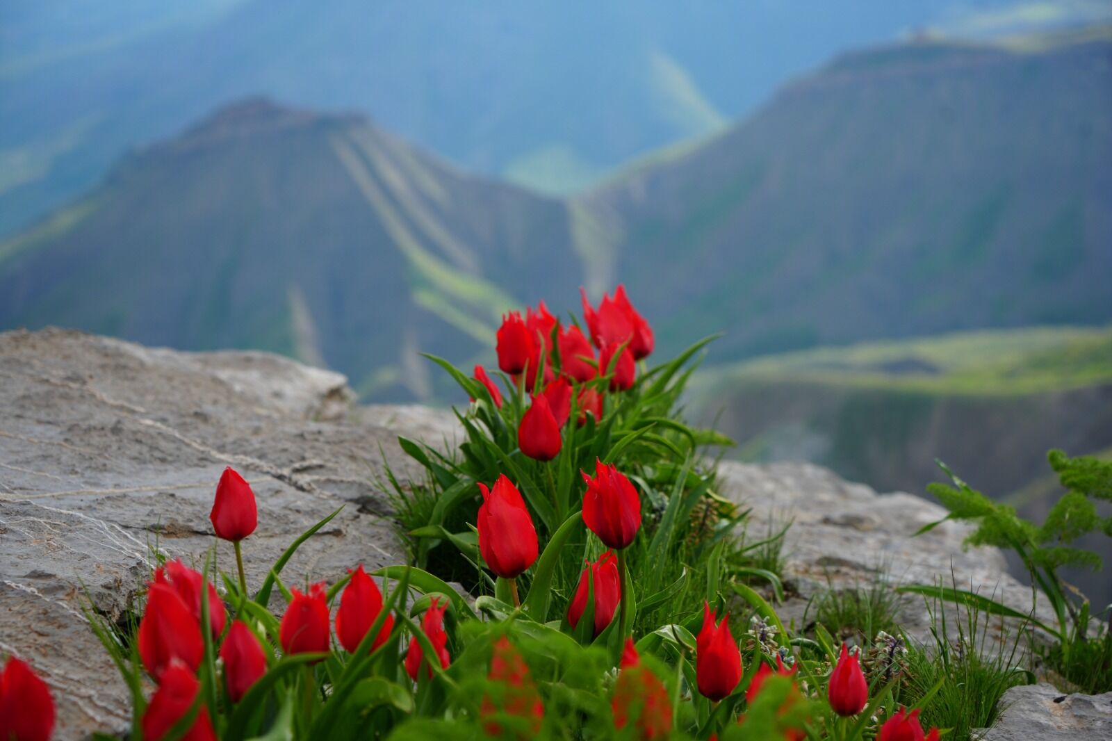 Hakkari Derecik’te Yayla Çiçeklerle Renk Cümbüşüne Döndü (1)