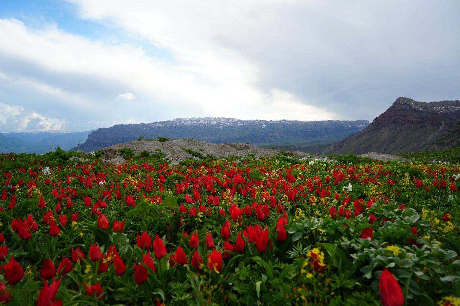 Hakkari Derecik’te Yayla Çiçeklerle Renk Cümbüşüne Döndü (2)