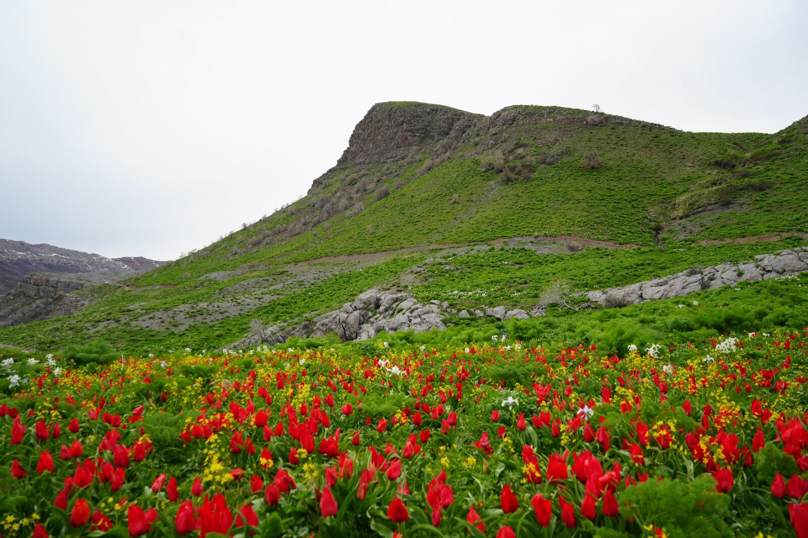 Hakkari Derecik’te Yayla Çiçeklerle Renk Cümbüşüne Döndü (3)