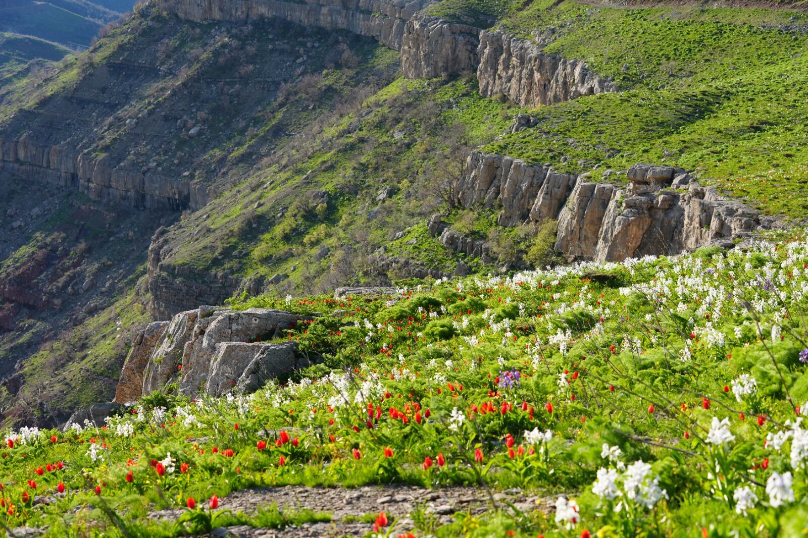 Hakkari Derecik’te Yayla Çiçeklerle Renk Cümbüşüne Döndü (6)
