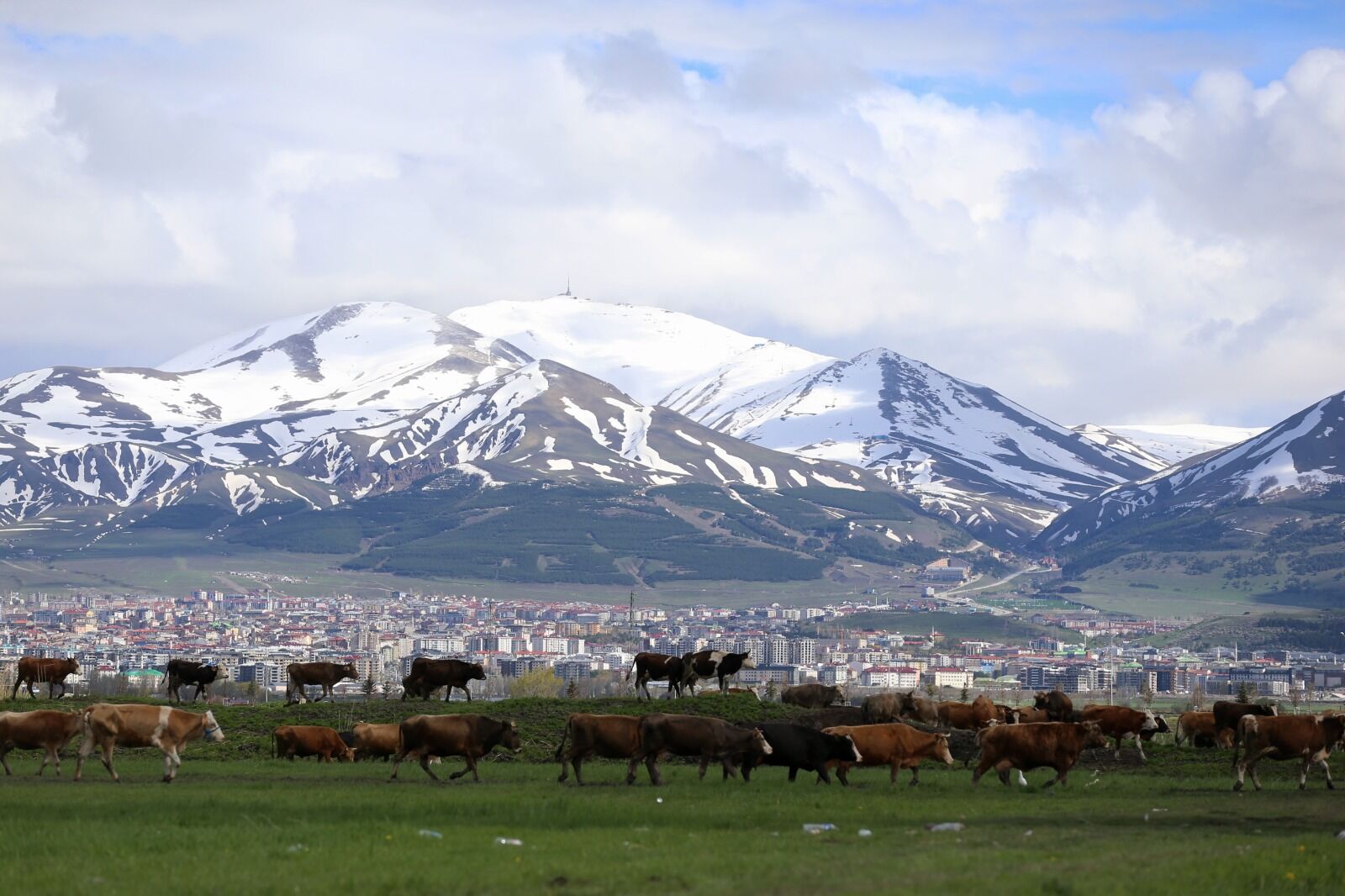 Hayvancilik (Aa) (2)