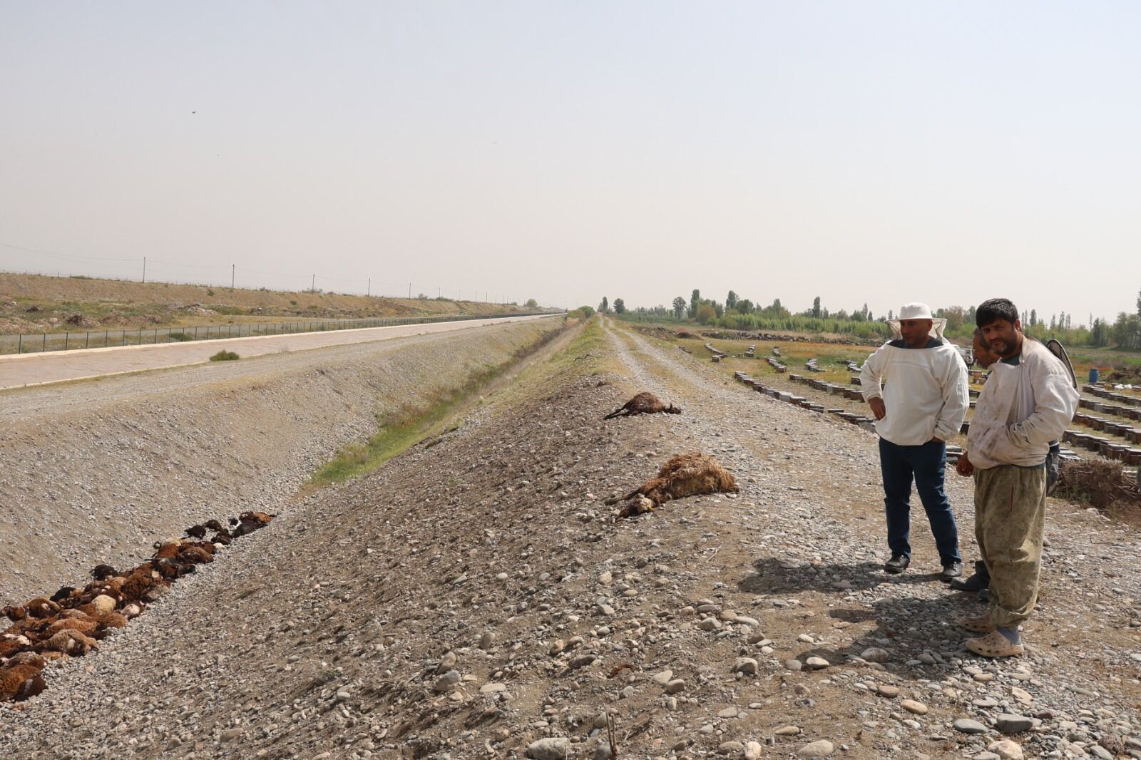 Iğdır Arı Saldırısı (1)