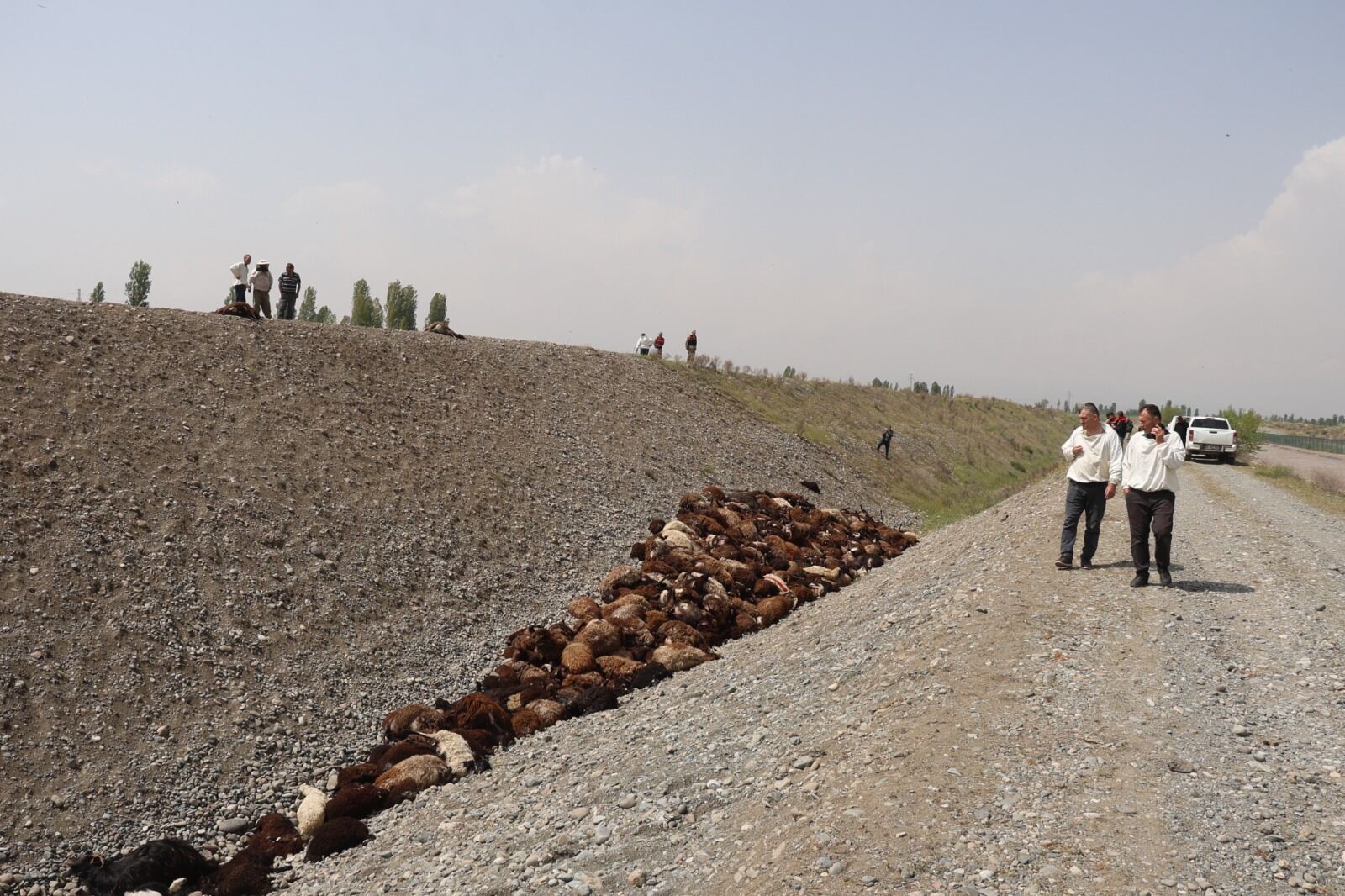 Iğdır Arı Saldırısı (2)