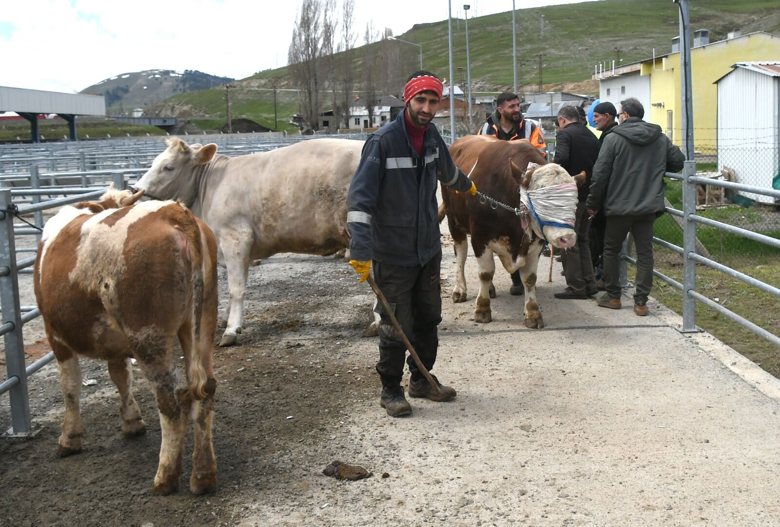 Kars (3)-6