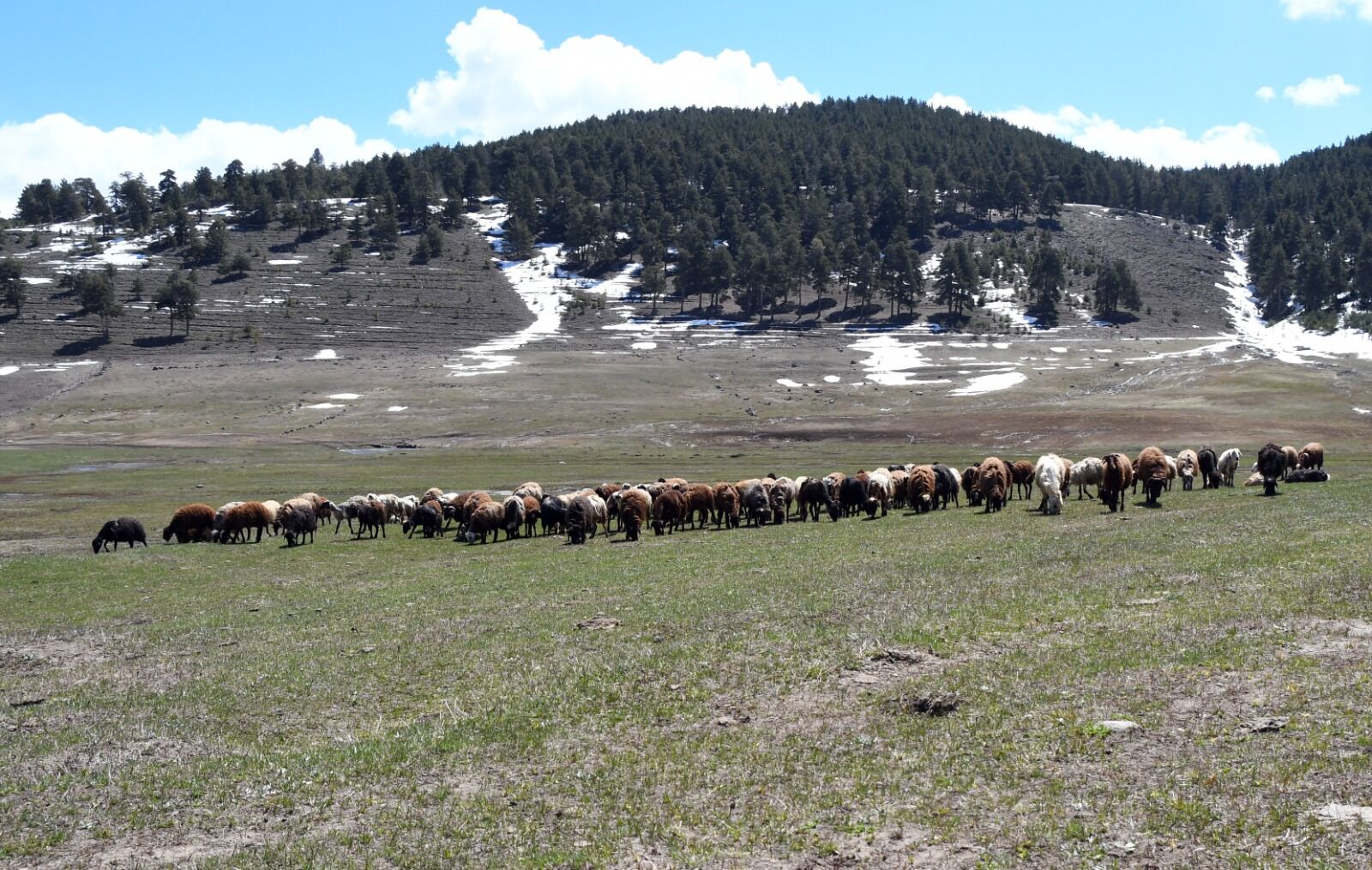 Kars Yayla1