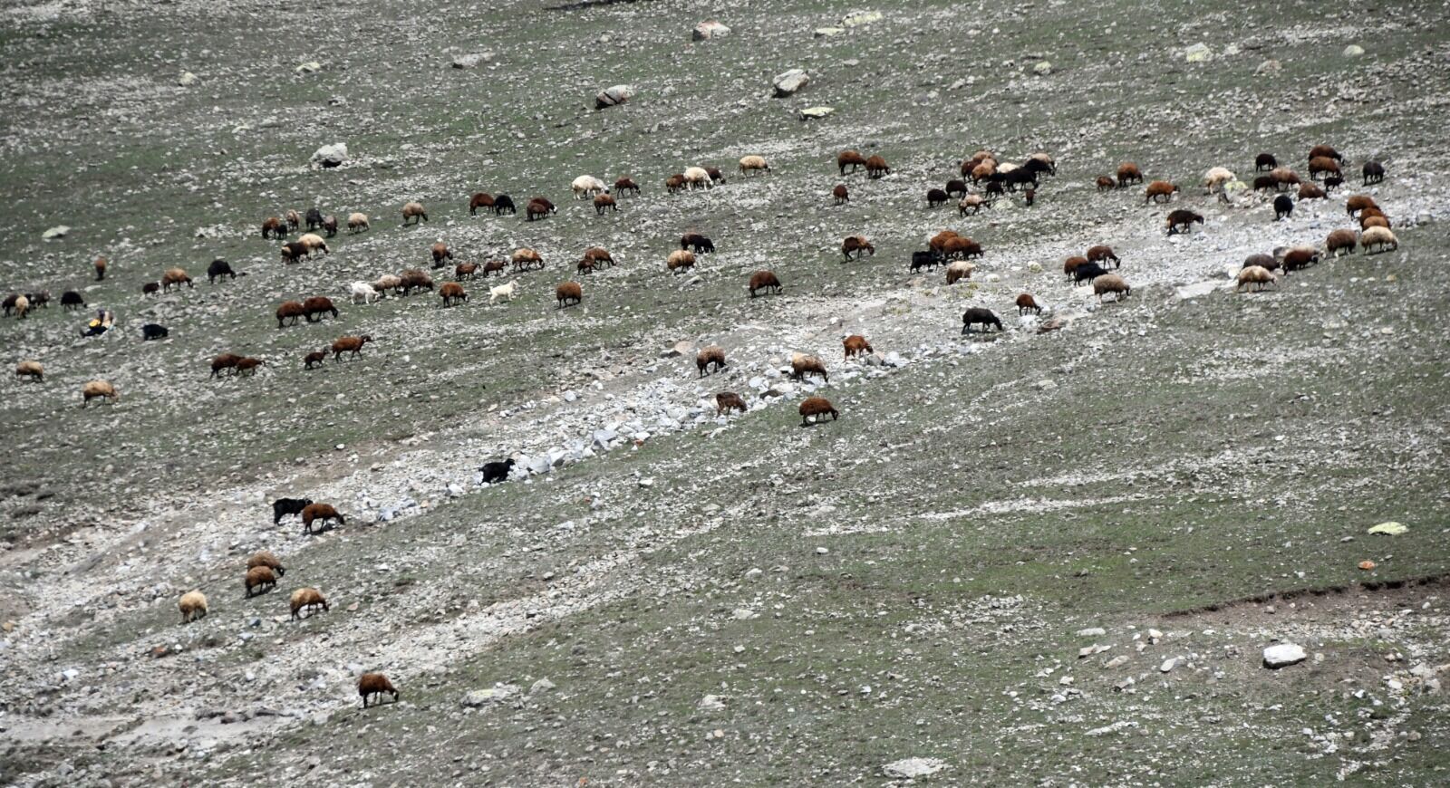 Kars Yayla4