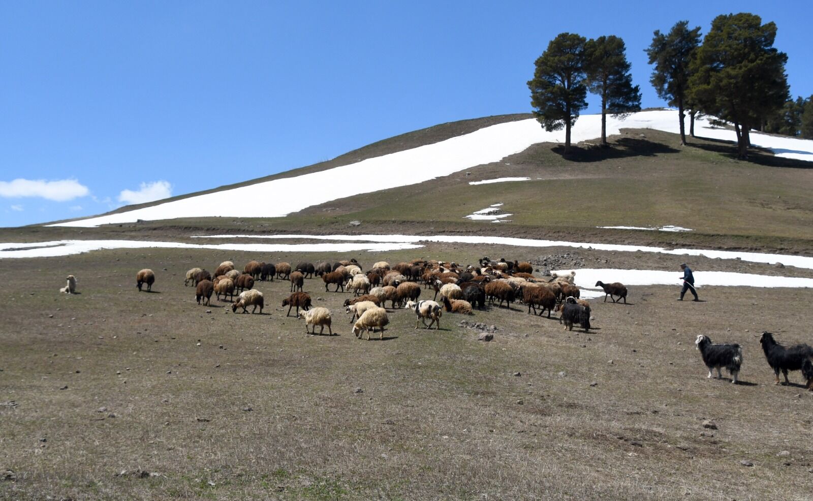 Kars Yayla5