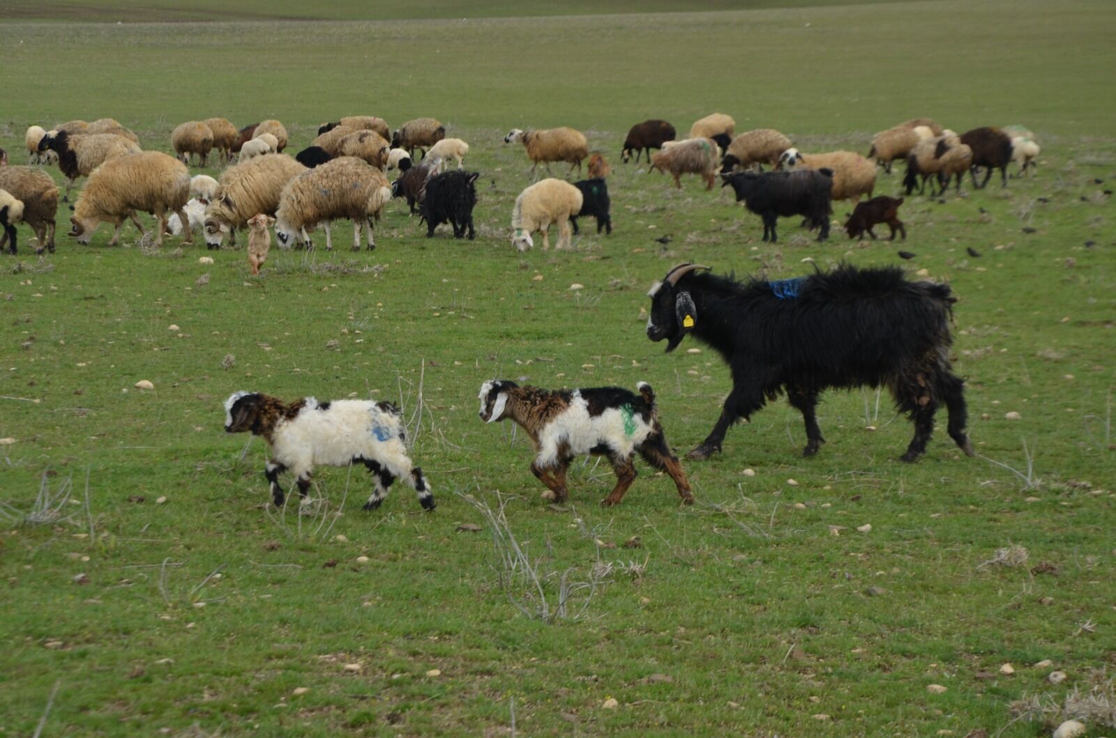 Muş Ovası Mera Aa (3)