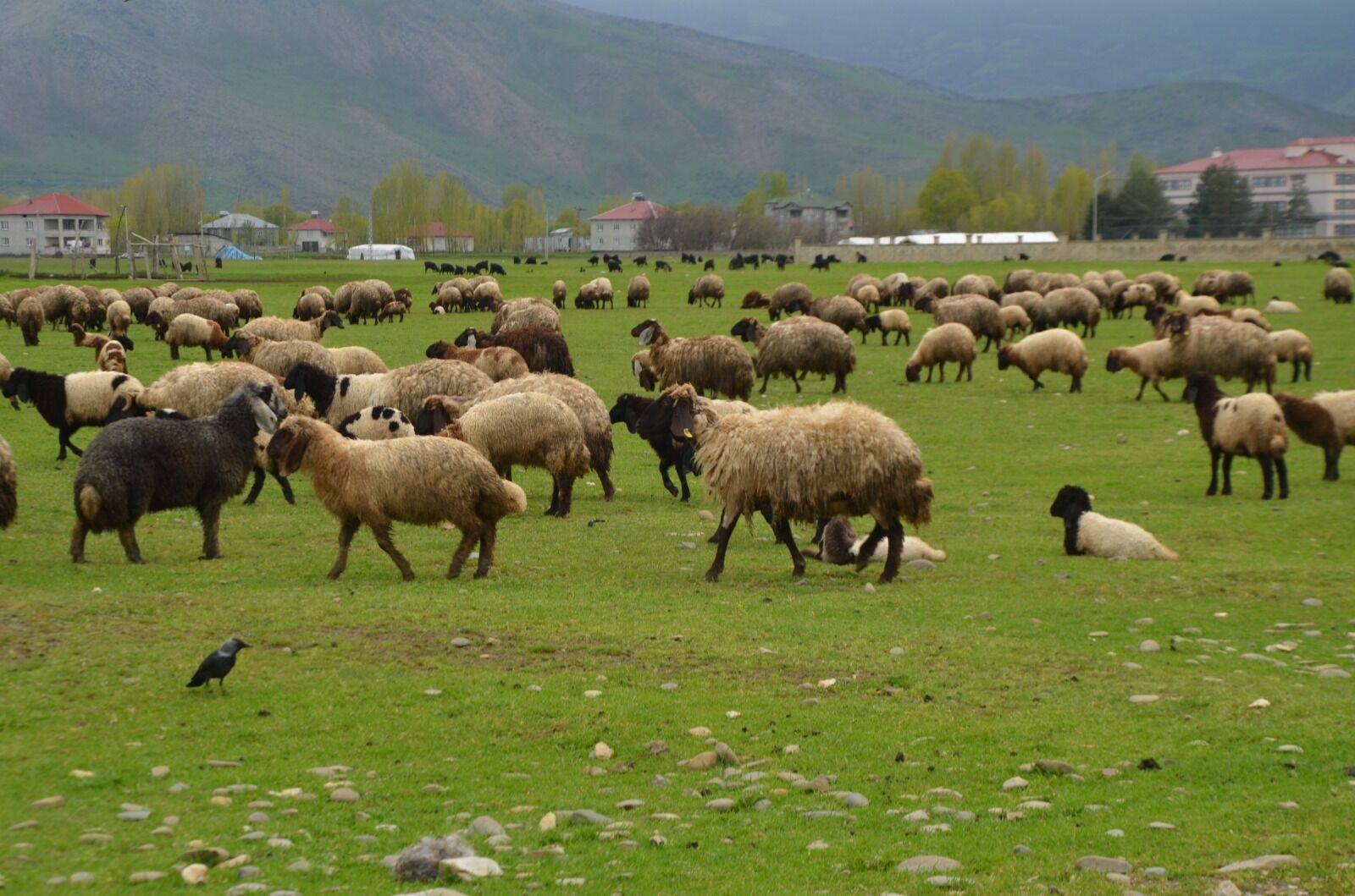 Muş Ovası Mera Aa (5)