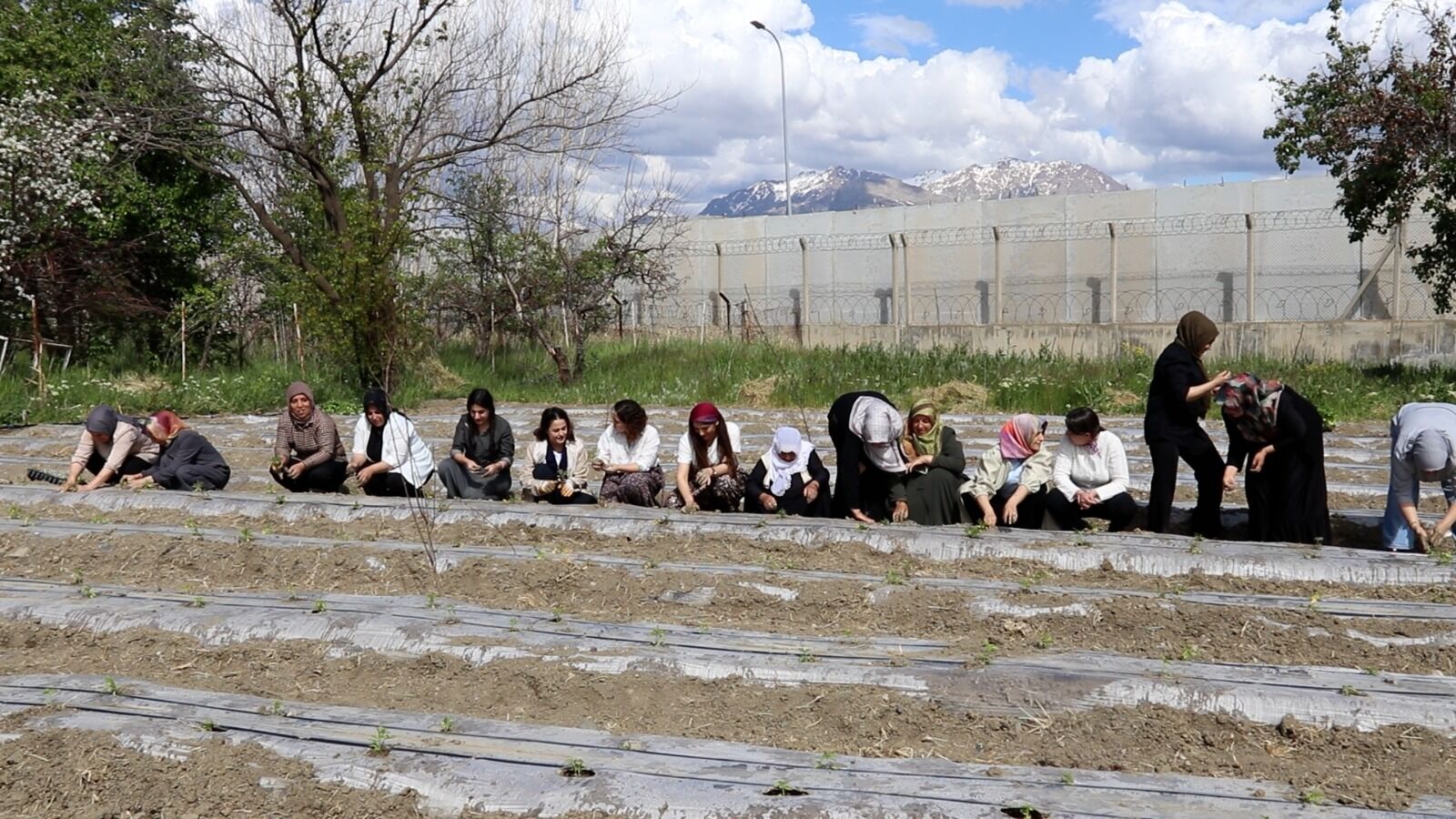 Van Edremit Belediyesi Kadın Politikaları Müdürlüğü Ve Kadın Meclis Üyeleri Tarafından Projelendirilen Kadın Komün Bostanları (1)