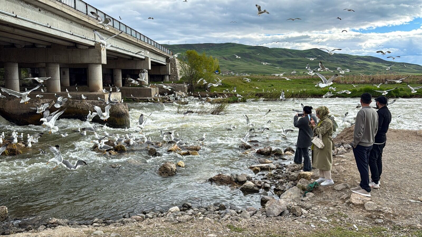 Van Gölü Havzası Inci Kefali (Aa) (7)