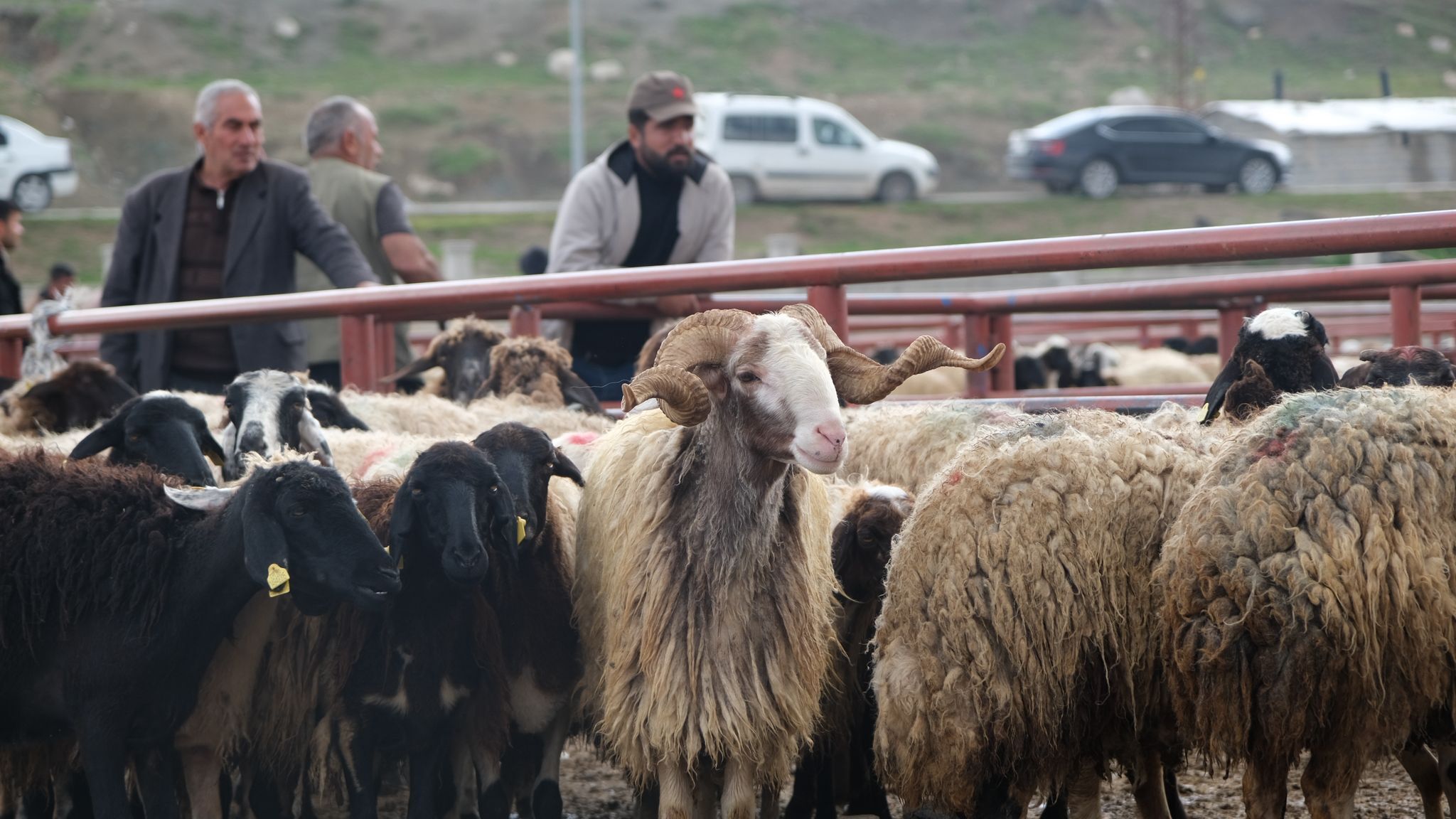 Van Hayvan Pazarı-1
