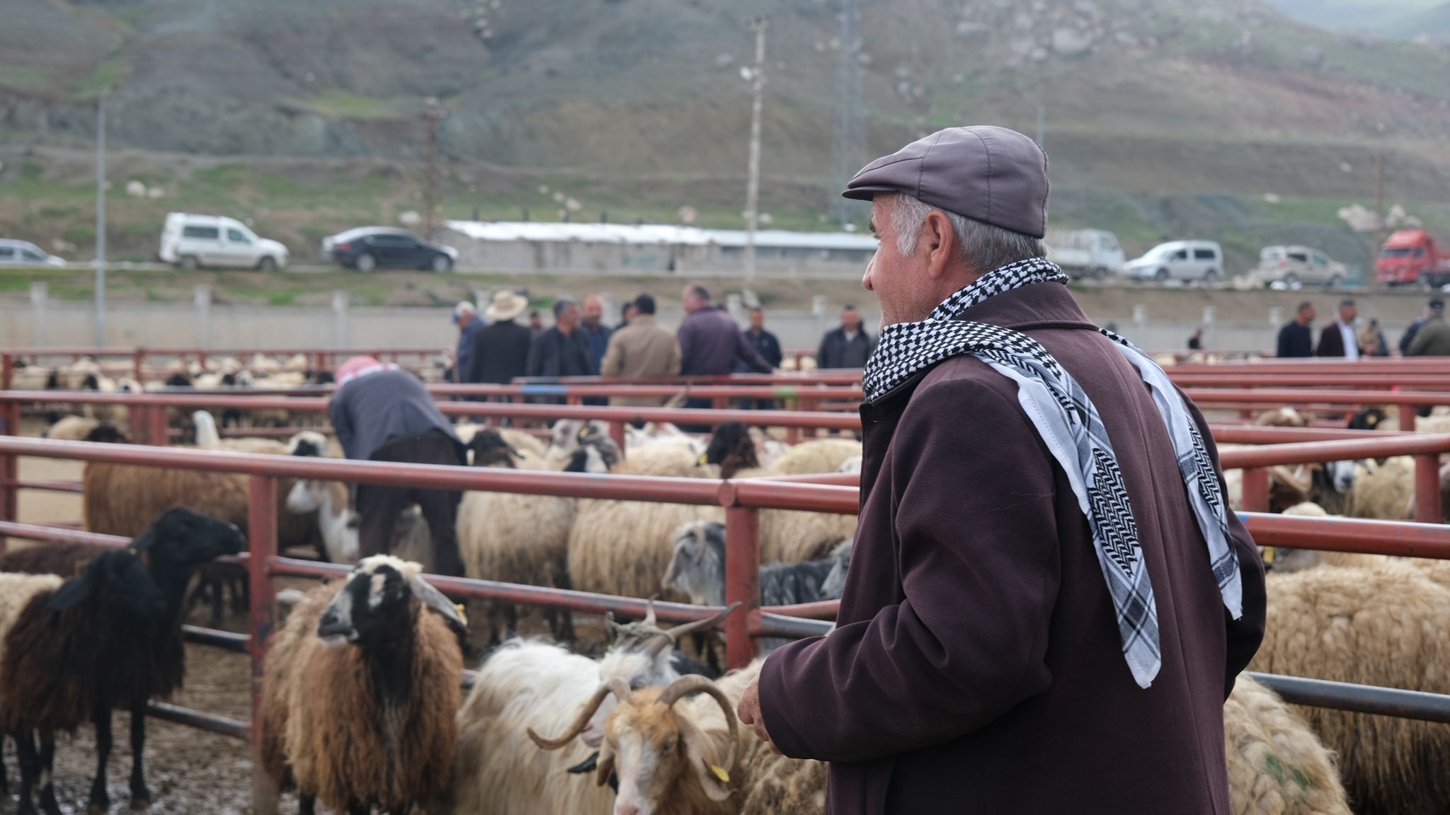 Van Hayvan Pazarı1