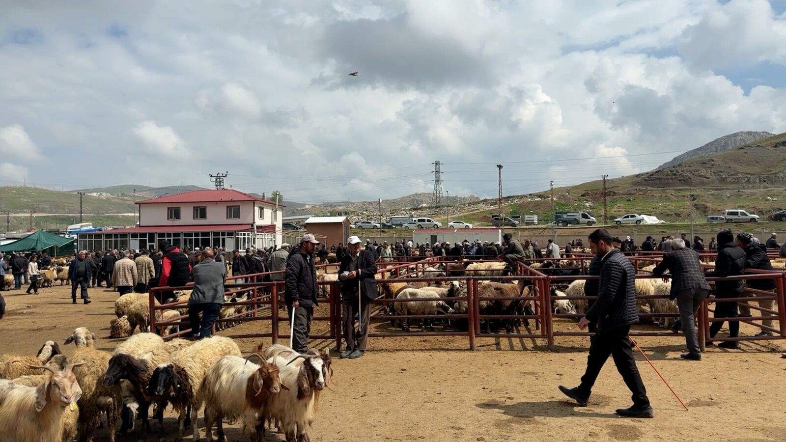 Van Hayvancılık Kurban (1)-1