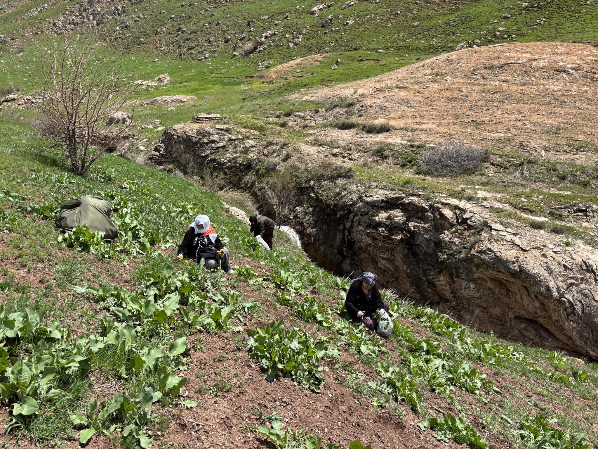 Van’da Kadınlar Geleneksel Pancar Toplama Etkinliğinde Bir Arada (3)