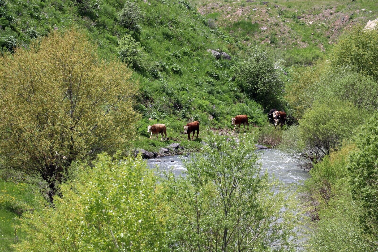 Ağrı’da Yüksek Rakımlı Köyler Sarı Çiçeklerle Renklendi (1)