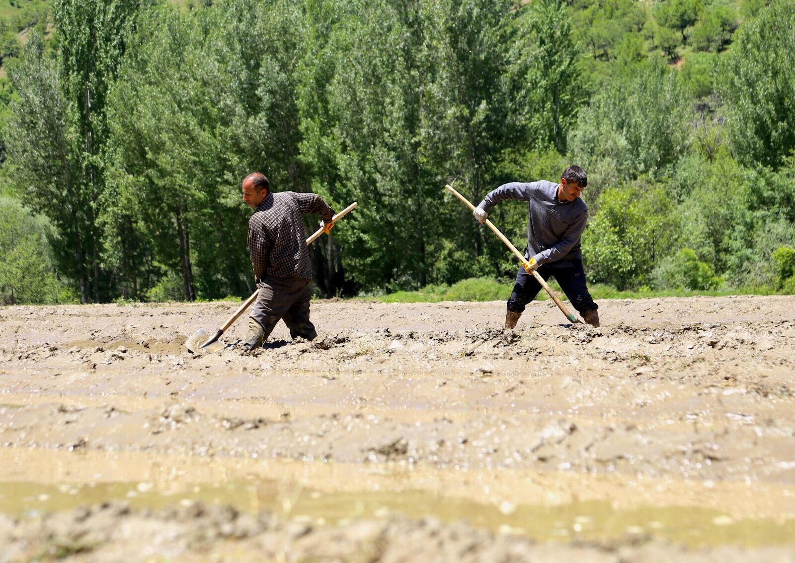 Bitlis’te Çiftçiler, Geleneksel Yöntemlerle Çeltik Üretimini Sürdürmeye Devam Ediyor. Merkeze 23 Kilometre Uzaklıktaki Çeltikli Köyünde Yaşayan Yurttaşlar, Yaklaşık 100 Dönümlük Alanda Imece Usulüyle Çeltik Ekimi Yapıyor (2)