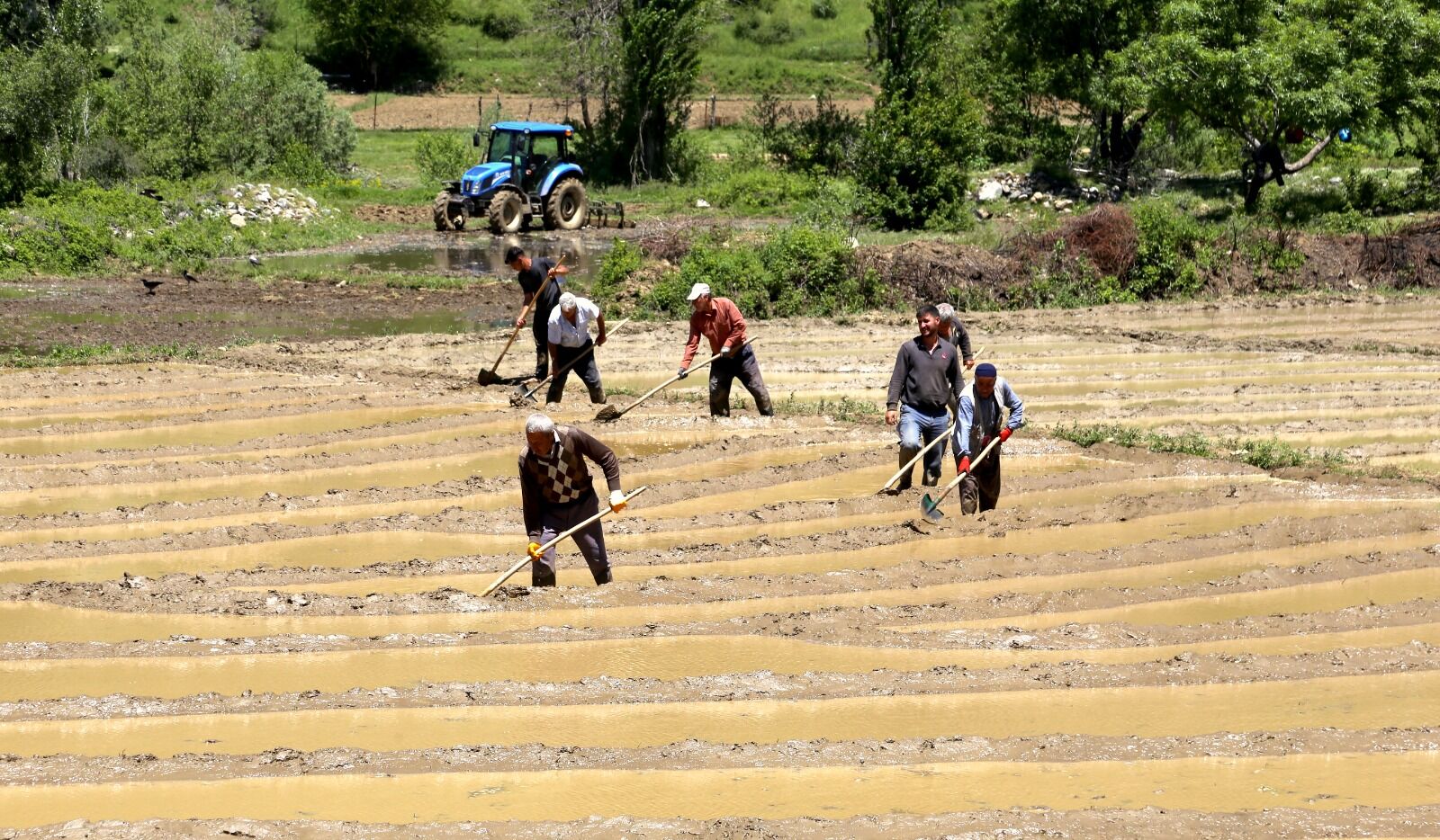 Bitlis’te Çiftçiler, Geleneksel Yöntemlerle Çeltik Üretimini Sürdürmeye Devam Ediyor. Merkeze 23 Kilometre Uzaklıktaki Çeltikli Köyünde Yaşayan Yurttaşlar, Yaklaşık 100 Dönümlük Alanda Imece Usulüyle Çeltik Ekimi Yapıyor (4)