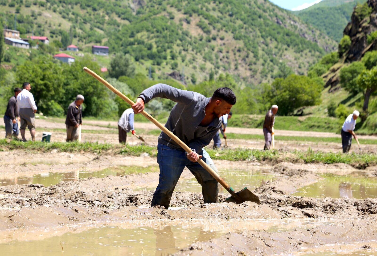 Bitlis’te Çiftçiler, Geleneksel Yöntemlerle Çeltik Üretimini Sürdürmeye Devam Ediyor. Merkeze 23 Kilometre Uzaklıktaki Çeltikli Köyünde Yaşayan Yurttaşlar, Yaklaşık 100 Dönümlük Alanda Imece Usulüyle Çeltik Ekimi Yapıyor (5)