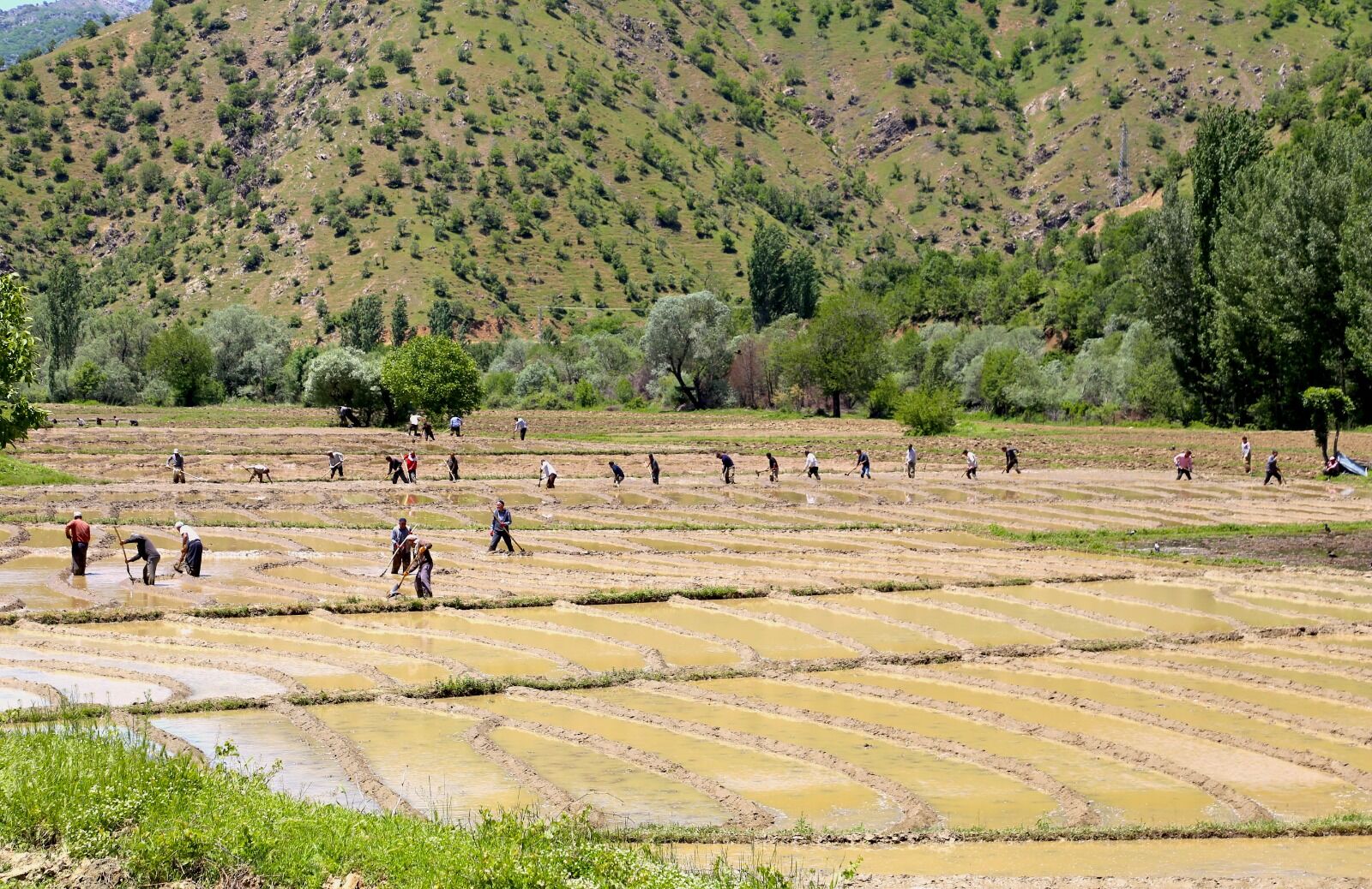 Bitlis’te Çiftçiler, Geleneksel Yöntemlerle Çeltik Üretimini Sürdürmeye Devam Ediyor. Merkeze 23 Kilometre Uzaklıktaki Çeltikli Köyünde Yaşayan Yurttaşlar, Yaklaşık 100 Dönümlük Alanda Imece Usulüyle Çeltik Ekimi Yapıyor (6)
