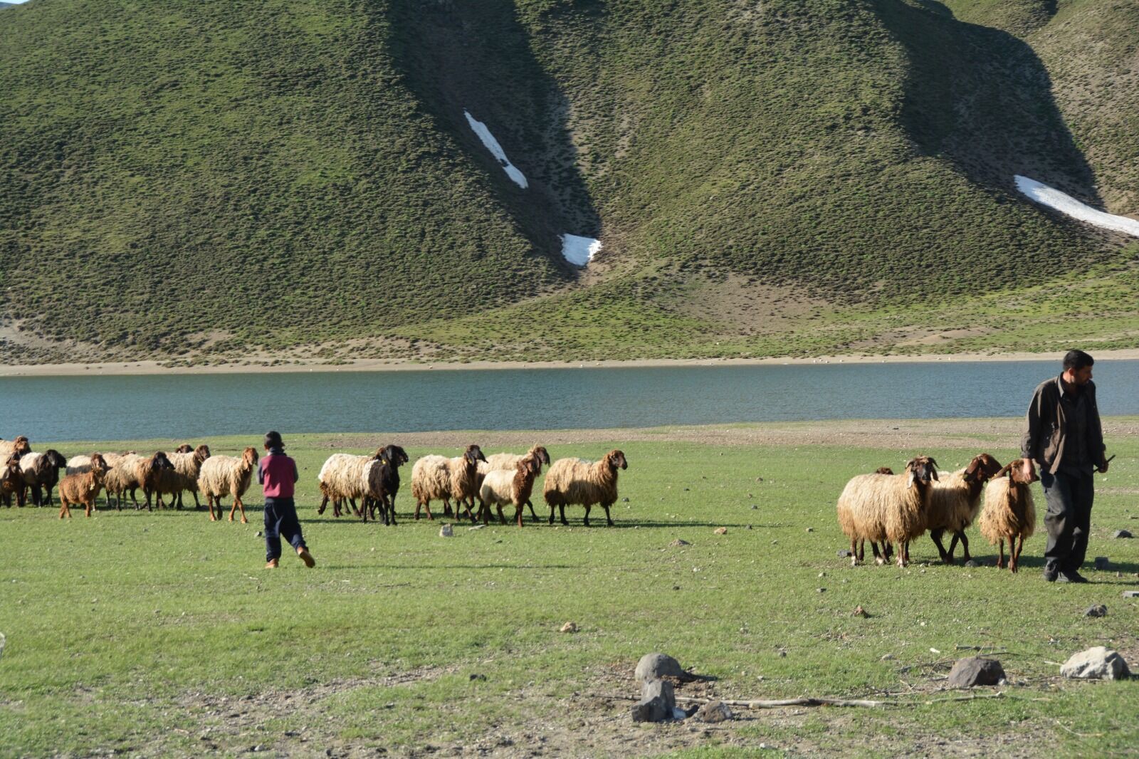 Bitlis'te Yeşeren Yaylalar, Havanın Isınmasıyla Başka Illerden Gelen Göçerleri Ağırlamaya Başladı (2)