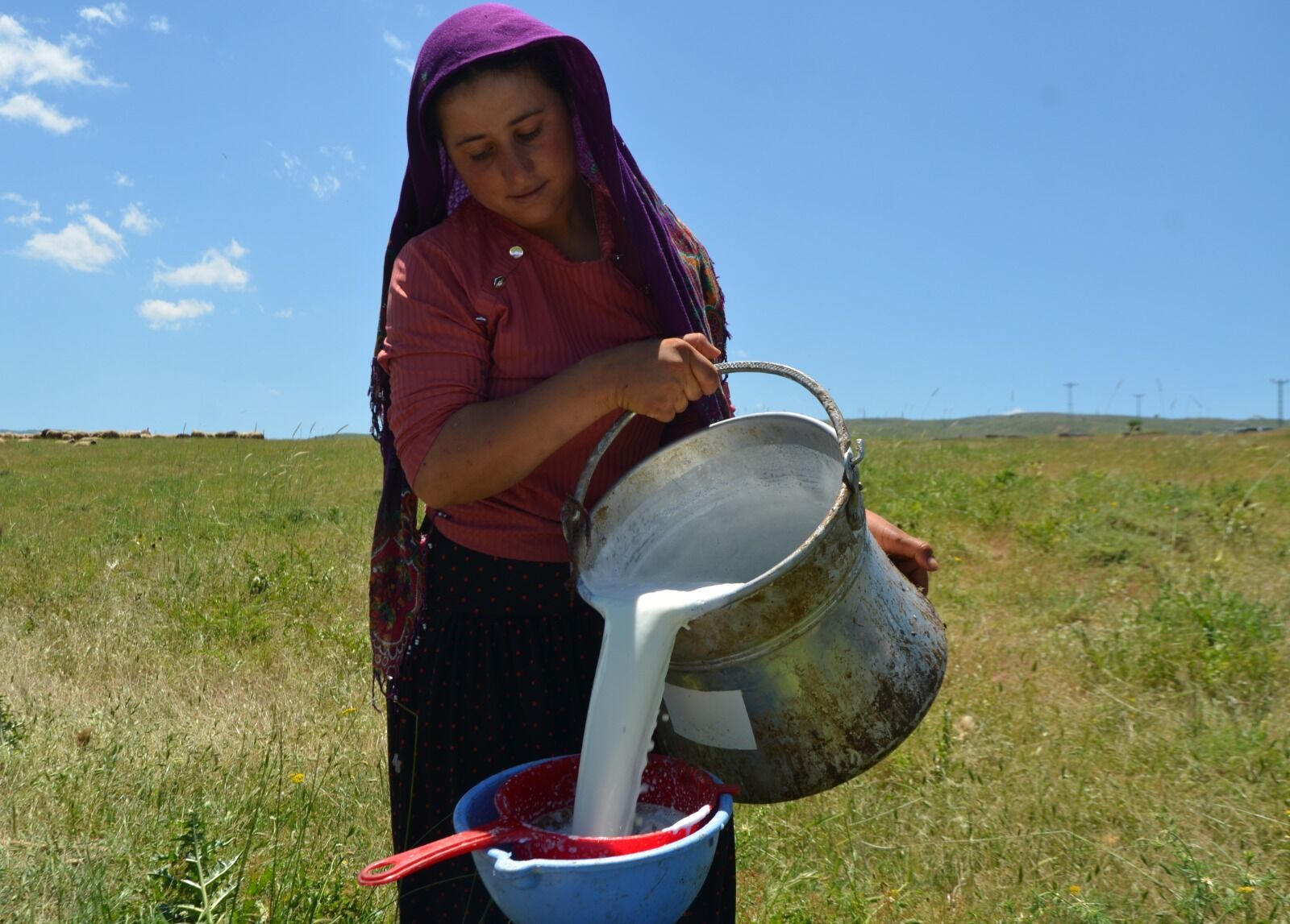 Göçerlerin Yayla Mesaisi Başladı (1) Hayvancılık