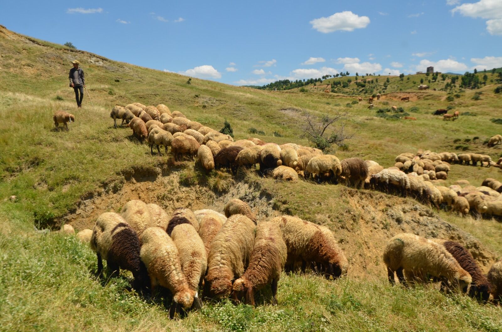 Göçerlerin Yayla Mesaisi Başladı (3) Hayvancılık