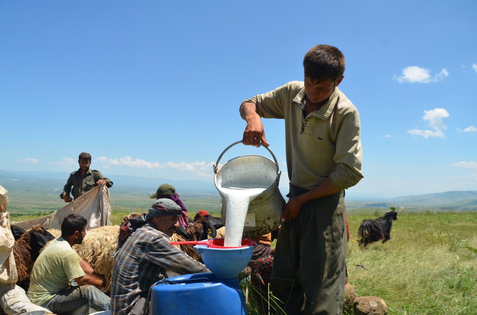 Göçerlerin Yayla Mesaisi Başladı (5) Hayvancılık