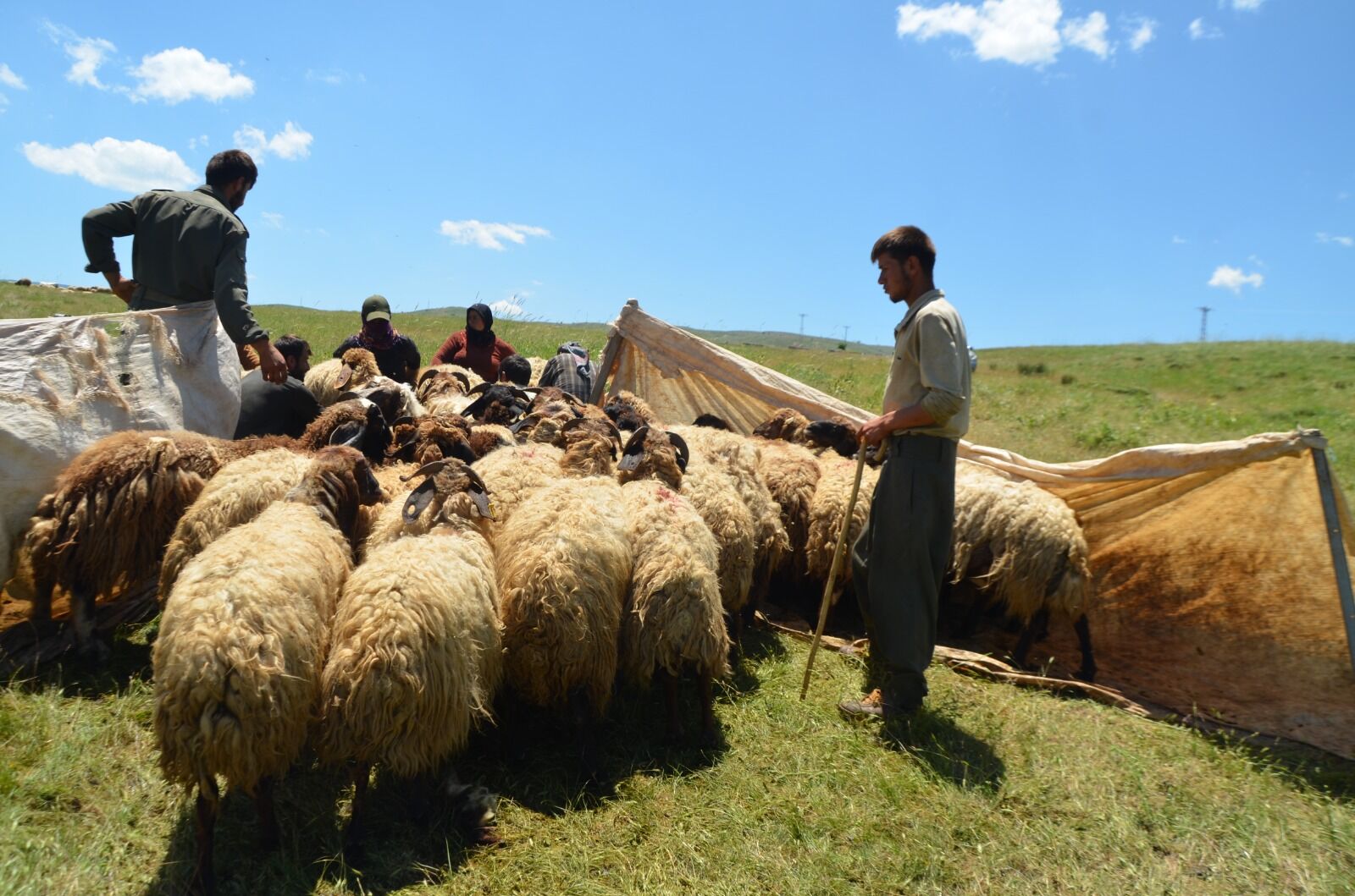 Göçerlerin Yayla Mesaisi Başladı (6) Hayvancılık