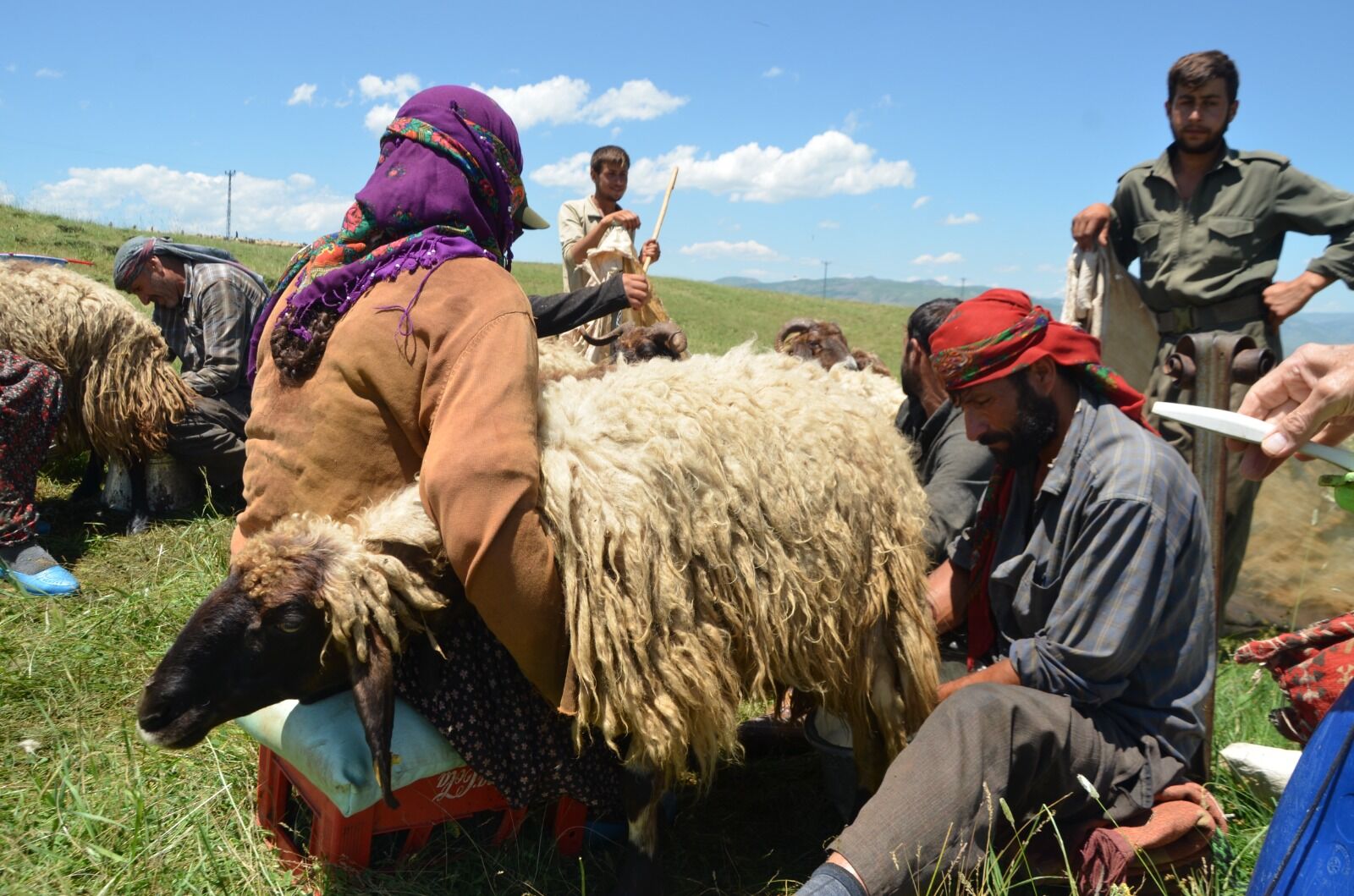 Göçerlerin Yayla Mesaisi Başladı (7) Hayvancılık