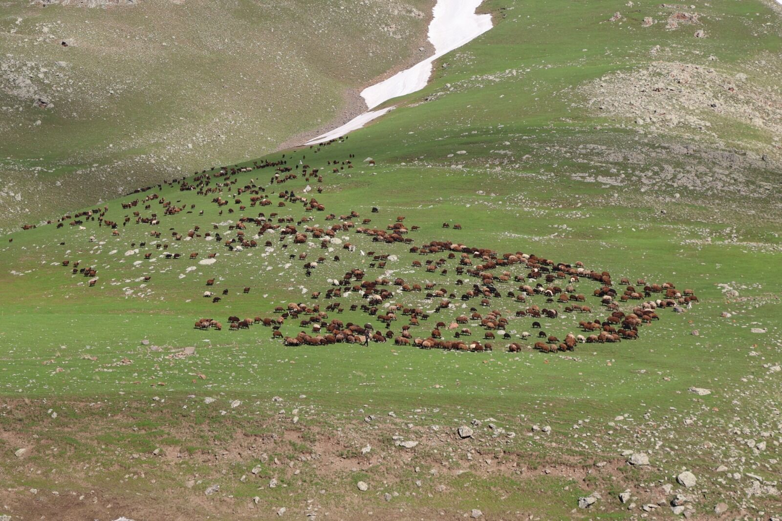 Iğdir Hayvancilik Aa Yayla (1)