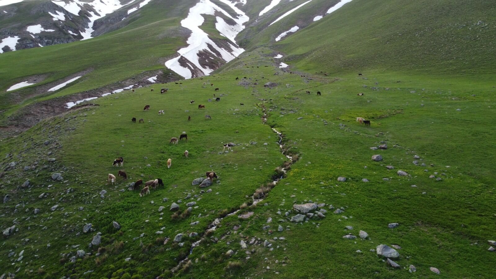 Iğdir Hayvancilik Aa Yayla (4)