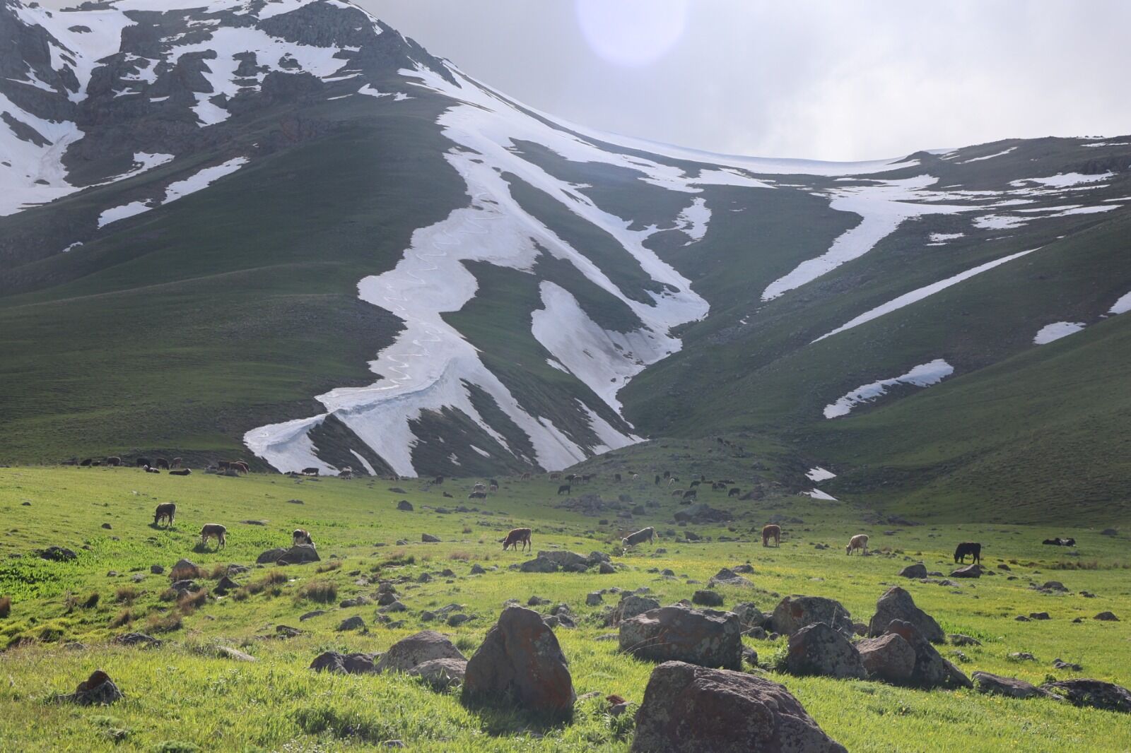 Iğdir Hayvancilik Aa Yayla (5)