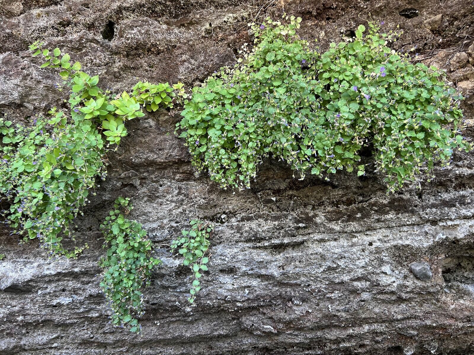 Tatvan’daki İncekaya Kalderası’nda Keşfedilen Yeni Çan Çiçeği Türü, Ege Üniversitesi Ve Bitlis Eren Üniversitesi Araştırmacılarının Çalışmalarıyla “Campanula Porensis” Adıyla Bilim Literatürüne Kazandırıldı (6)