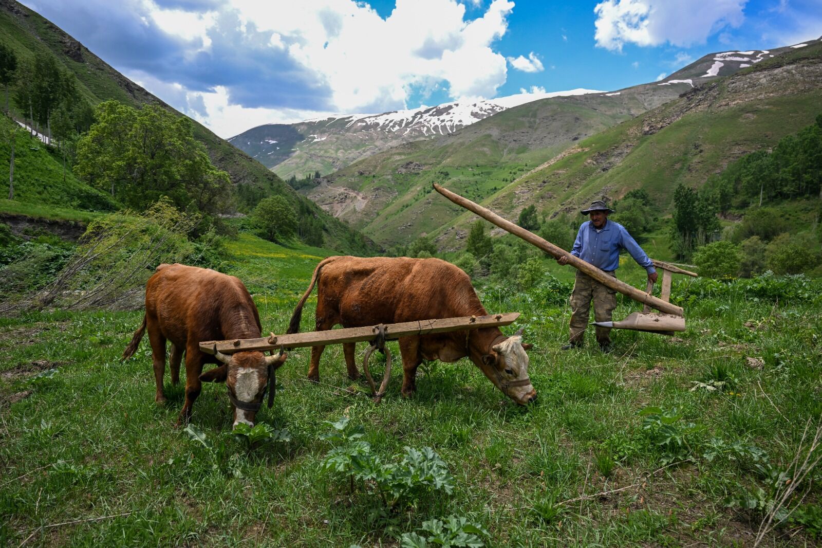 Van Bahçesaray Karasaban (2)