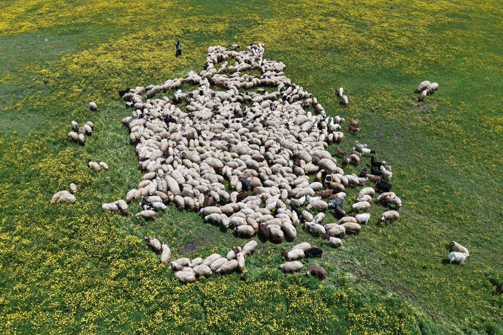 Van Gürpınar Keşiş Gölü (Turna) (7)