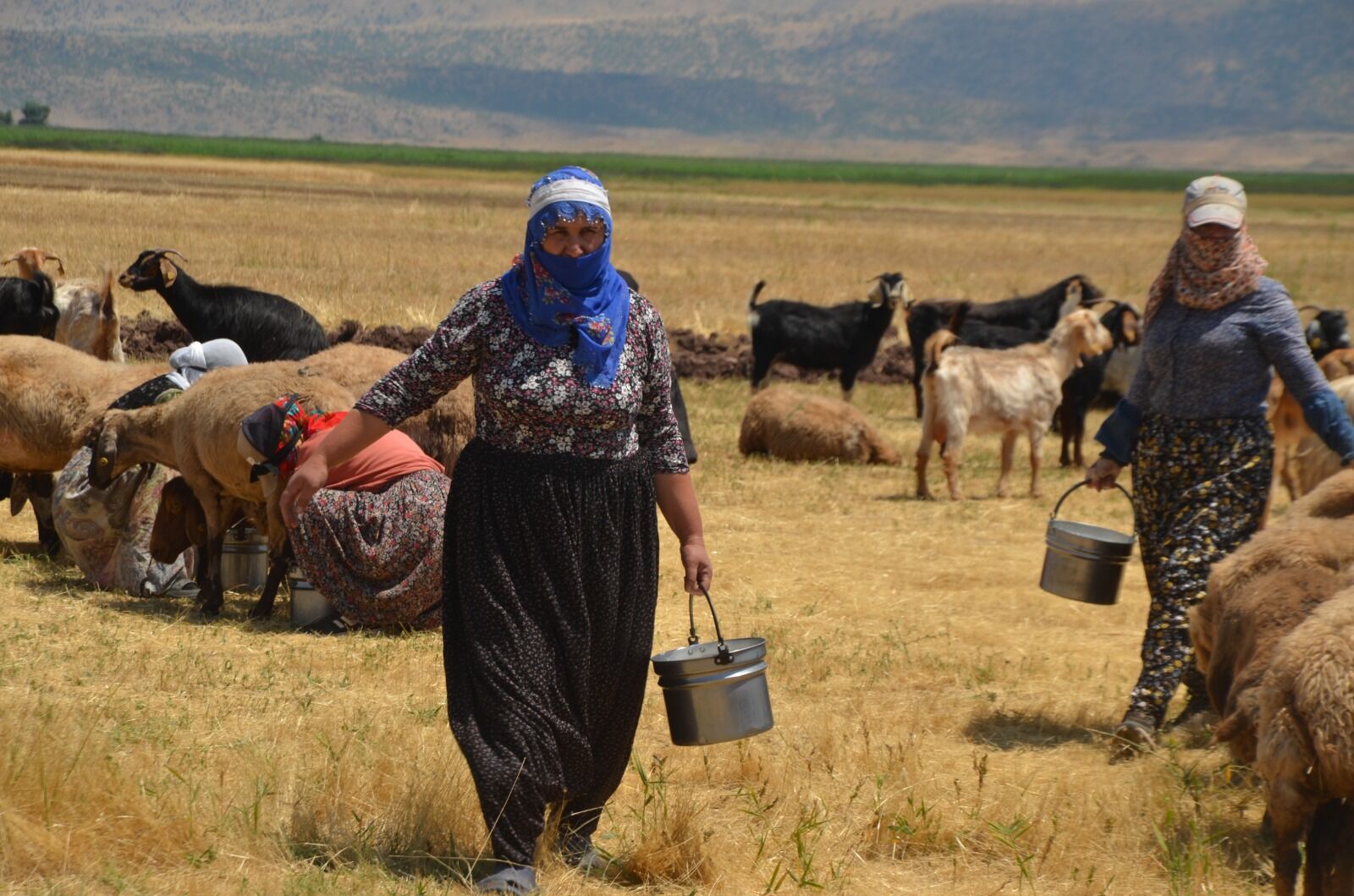 Berivanların Zorlu Yayla Mesaisi “Günde 20 Kilometre Yol Gidiyoruz” (1)