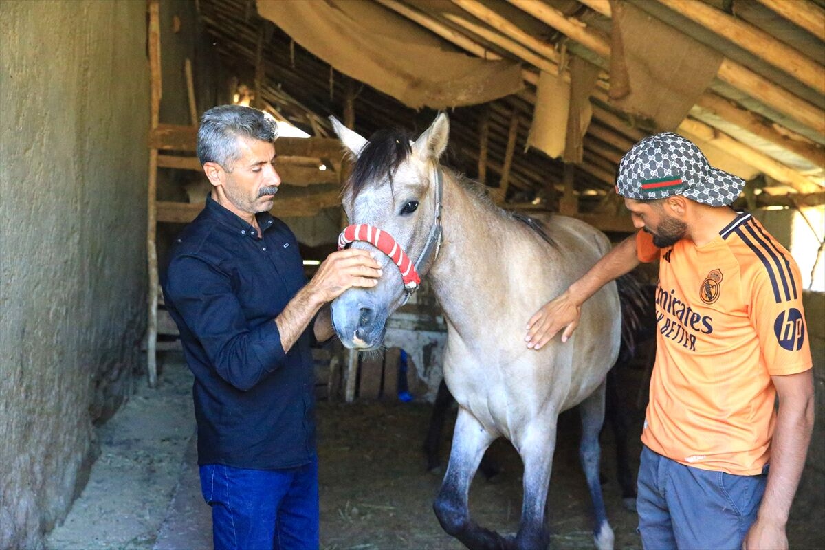 Diyarbakır'ın Hazro Ilçesinde Yaşayan Yaklaşık 25 Aile, Kuşaktan Kuşağa Aktarılan At Yetiştiriciliği Geleneğini Yaşatmaya Devam Ediyor. (1)