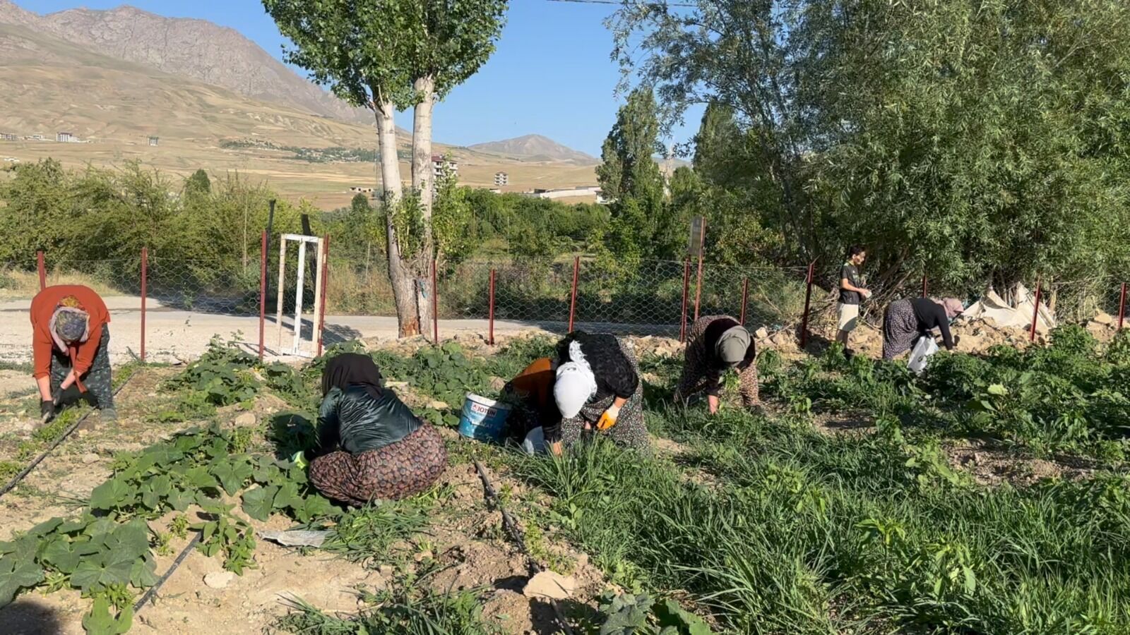 Edremit Belediyesi Tarafından Yürütülen Kadın Komün Bostanları Projesi Kapsamında (4)