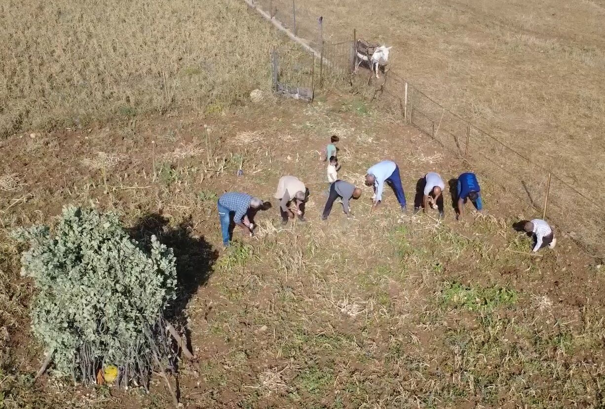 Hasankeyf’de Coğrafi Işaret Tescilli Mehina Sarımsağında Hasat Devam Ederken, Bu Yıl Yaklaşık 30 Ton Rekolte Bekleniyor (1)