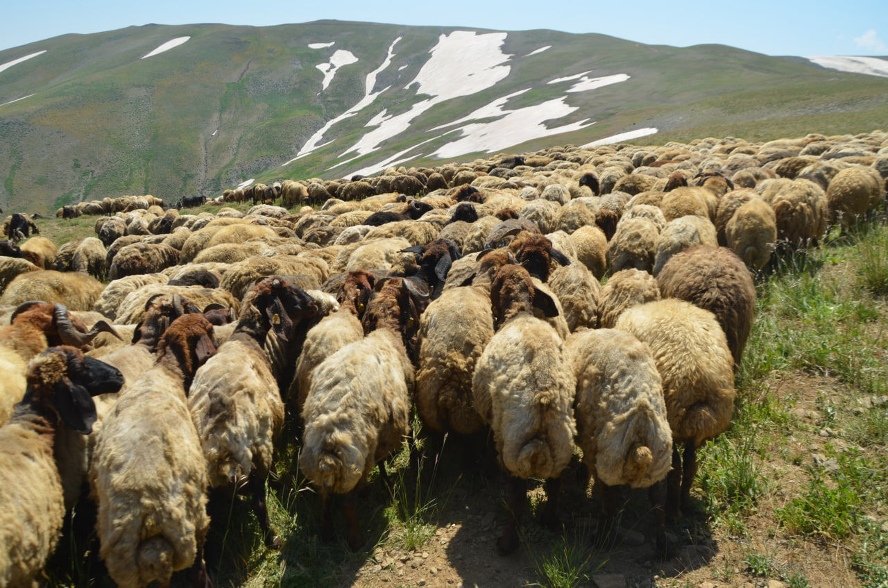 Küçkbas (5)