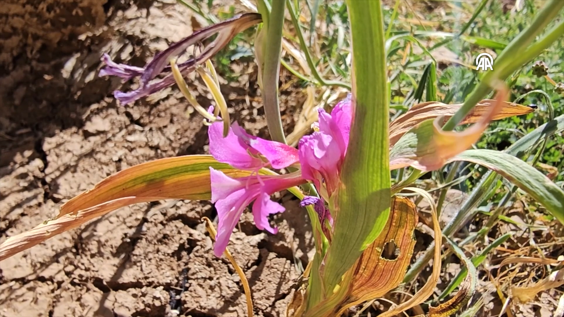 Siirt Pervari’de Keşfedilen “Gladiolus Siirtensis” (Siirt Kılıç Otu),