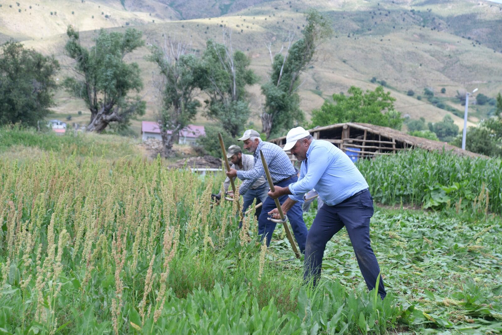 Tırpan Çiftçi Aa (4)