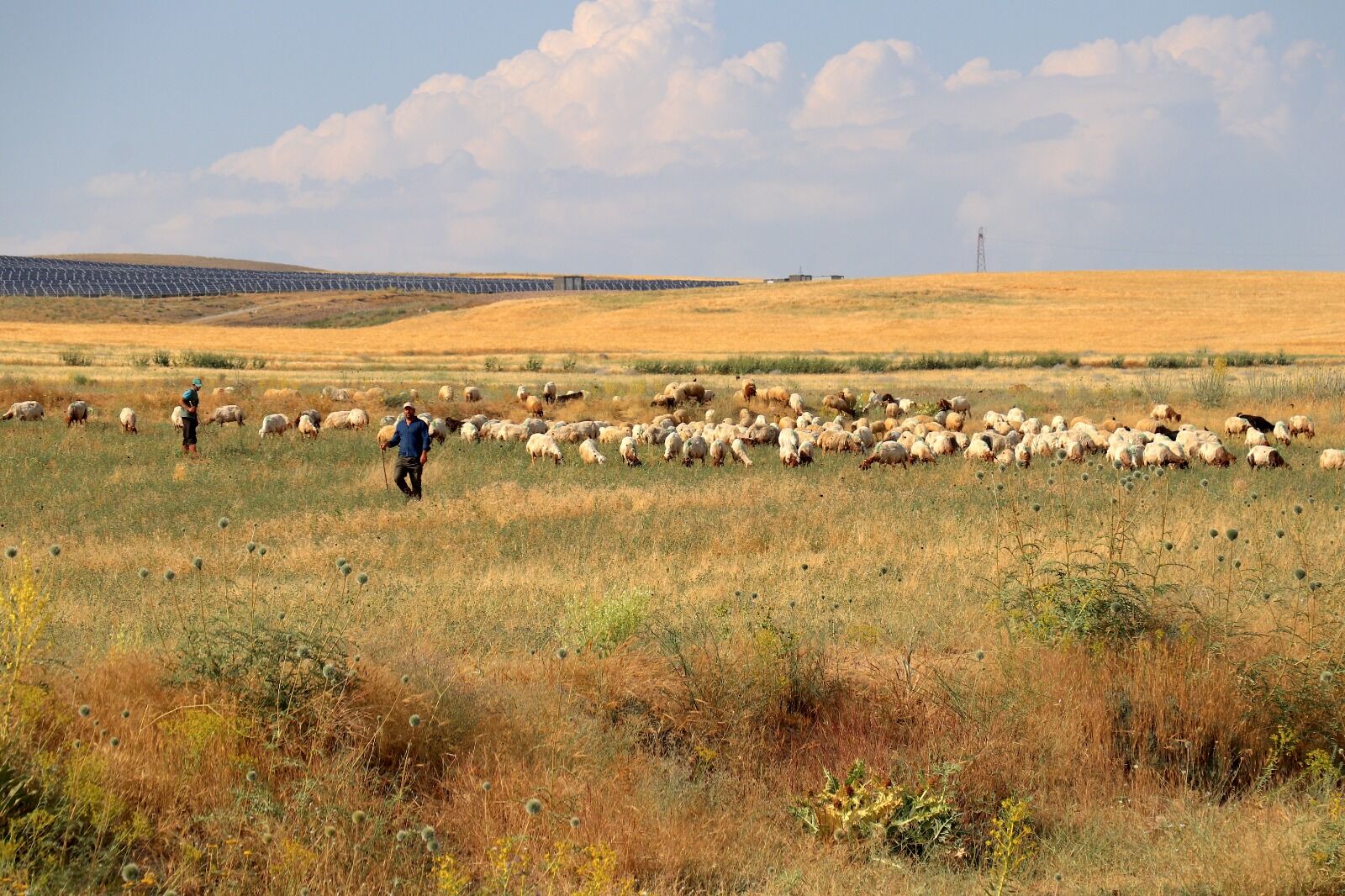 Tuşba’da Yaşayan 5 Çocuk Annesi Gülçin Şahar, Devletten Aldığı 40 Koyunluk Hibe Desteğini 10 Yılda 400 Koyuna Çıkararak; Ürettiği Otlu Peynir Ve Tereyağıyla Da Ailesinin Geçimine Büyük Katkı Sağlıyor (2)