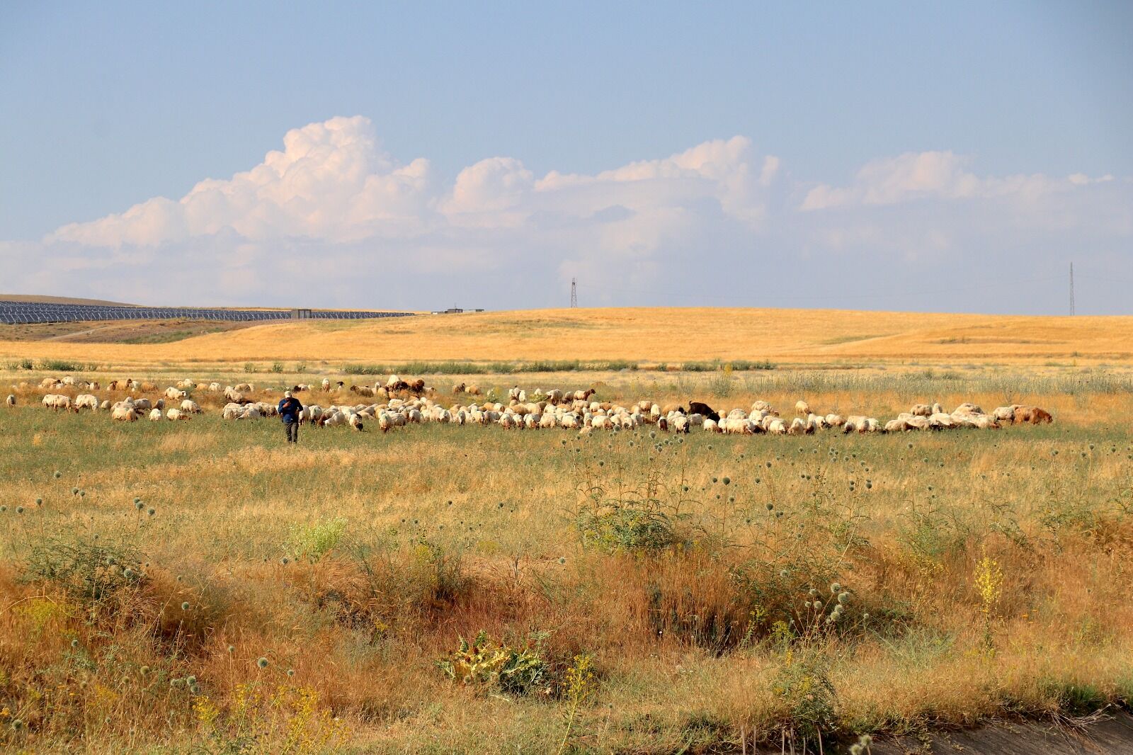 Tuşba’da Yaşayan 5 Çocuk Annesi Gülçin Şahar, Devletten Aldığı 40 Koyunluk Hibe Desteğini 10 Yılda 400 Koyuna Çıkararak; Ürettiği Otlu Peynir Ve Tereyağıyla Da Ailesinin Geçimine Büyük Katkı Sağlıyor (5)