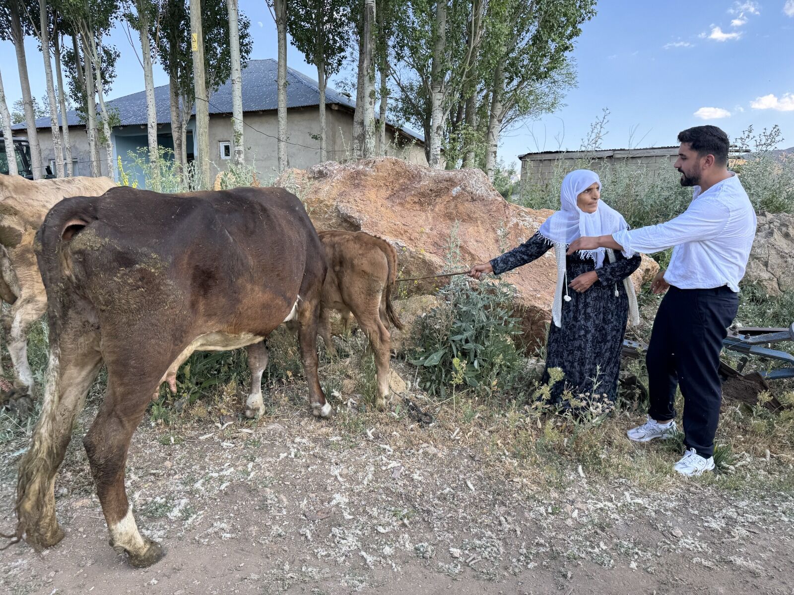 Yüksekova’da Merada Otlayan Tek Ineğini Kaybederek Büyük Üzüntü Yaşayan 7 Çocuk Annesi Ayni Özbek'e, Hayırseverlerin Desteğiyle 2 Inek Ve 2 Buzağı Hediye Edildi (2)